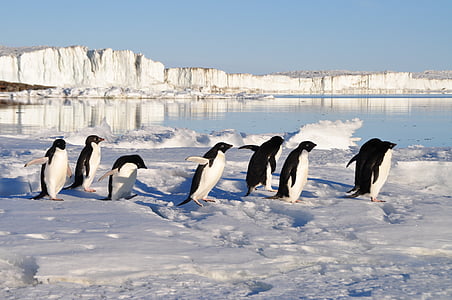 pingviner, fåglar, Arktis, vatten
