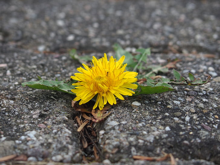 diente de León, flor, amarillo, flor, floración, naturaleza, borde de la carretera