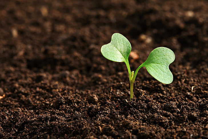 field, agriculture, earth, growth, dirt, seedling, leaf