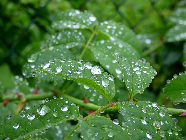 kvapky dažďa, listy, dážď, Príroda