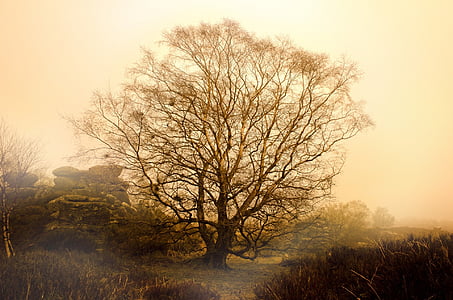 дерево, дерева, туман, погода, пори року, Осінь, взимку