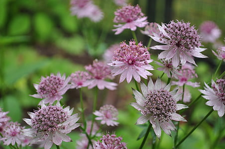 masterwort, flores, natureza, -de-rosa, planta herbácea