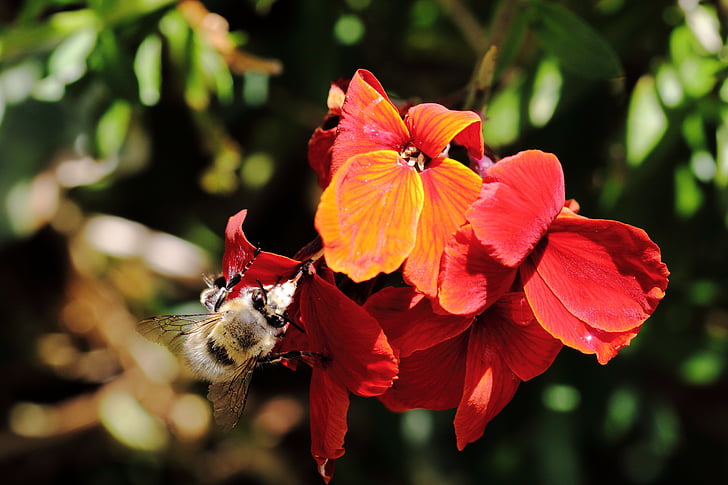 fleur, abeille, fourrage, insectes, pollen, macro, nature