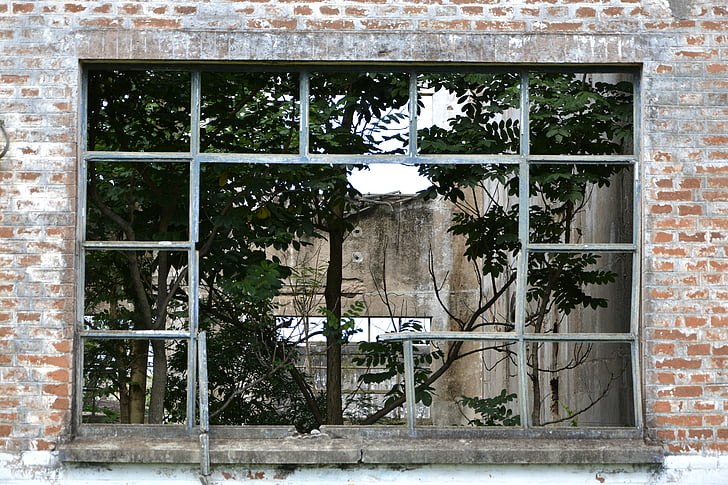 finestra, casa, arbre, abandonat, planta d'energia, casa abandonada, por