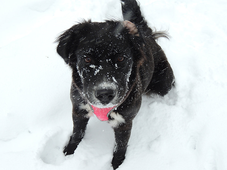 schattige hond in de sneeuw, sneeuw, schattig, hond, huisdier, dier, diep