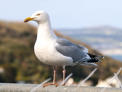Herring gull, Seagull, burung, burung air, alam, hewan