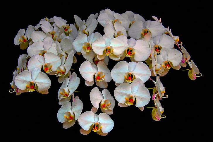 orchids, flower, nature, natural, floral