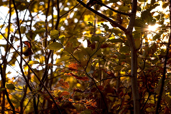 Herbst, Blätter, ästhetische, Herbstsonne, Gegenlicht, Herbststimmung, Beleuchtung