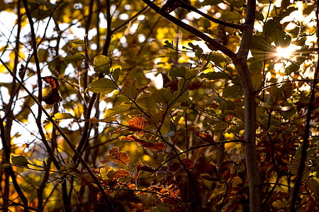 autunno, foglie, estetica, sole d'autunno, luce posteriore, umore di autunno, illuminazione