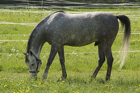Koń, zwierzęta, Reiterhof, Świat zwierząt, Jeździectwo, Natura, jeździć