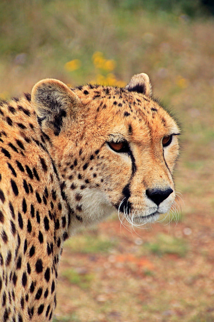 Cheetah, kissa, Predator, eläinten, eläinten muotokuva, Afrikka, Etelä-Afrikka