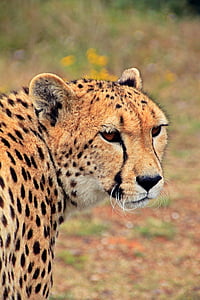 Gepardas, katė, plėšrūnas, gyvūnų, gyvūnų portretai, Afrika, Pietų Afrika