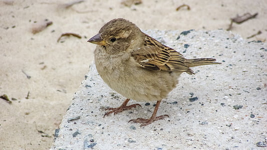 Sparrow, Manis, mencari, Pantai, satwa liar, alam, hewan