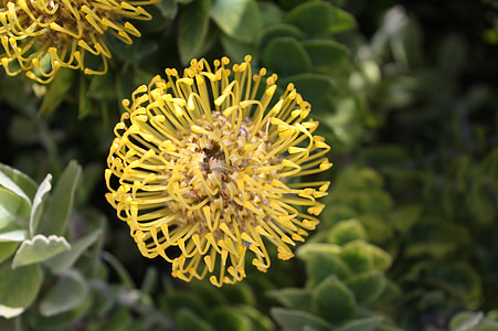 枕形, leucospermum, 南非, 花, 植物, 开花, 绽放