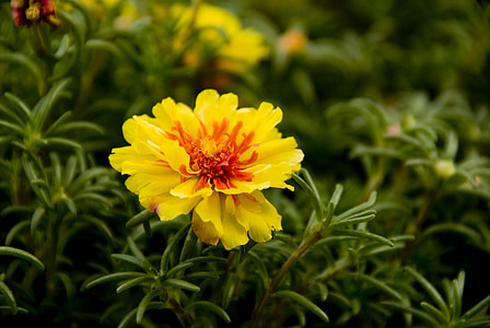 꽃, 꽃, 노란색 꽃, 봄, 공장, 초원, 사진