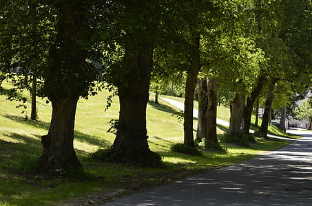 avenue, trees-old trees, oak, away, nature, trees, landscape