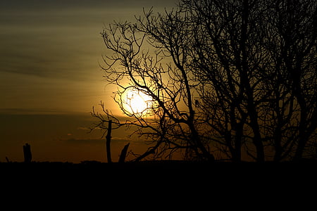 sol, sunset, against light, tree, twigs