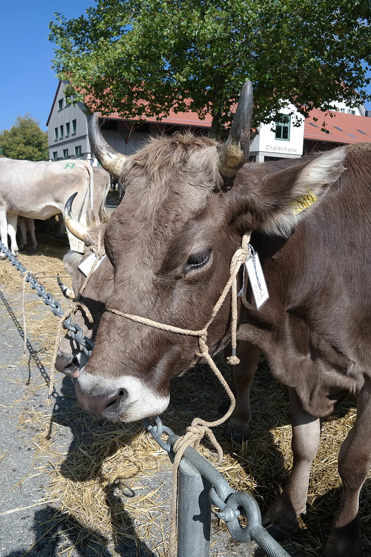 kráva, Švýcarsko, Appenzellerland, zvonek, rohy, farma, zvíře