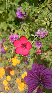 warna-warni, musim panas, bunga Padang rumput