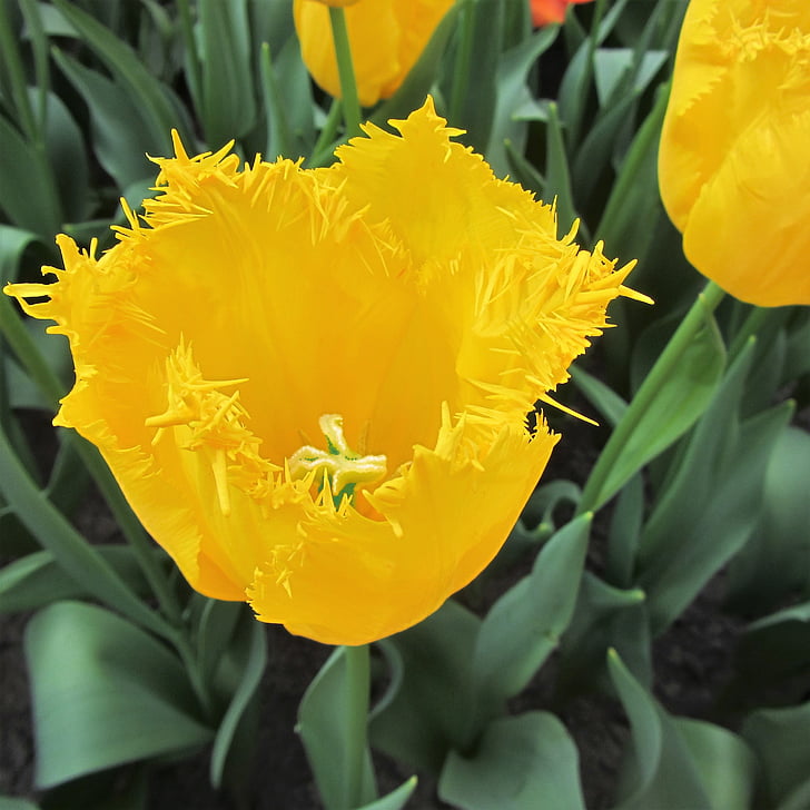 Tulip, tulipanes, amarillo, primavera, mano de mortero, Países Bajos