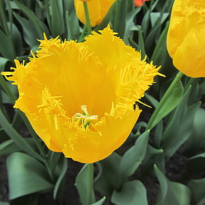 Tulip, Tulip, kuning, musim semi, alu, Belanda