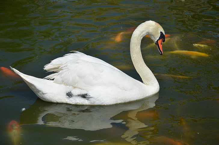 animale, anatra, acqua, capra, pesce