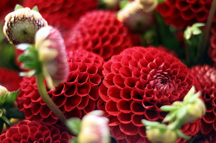 colseup, hình ảnh, màu đỏ, cánh, Hoa, lĩnh vực, nở hoa