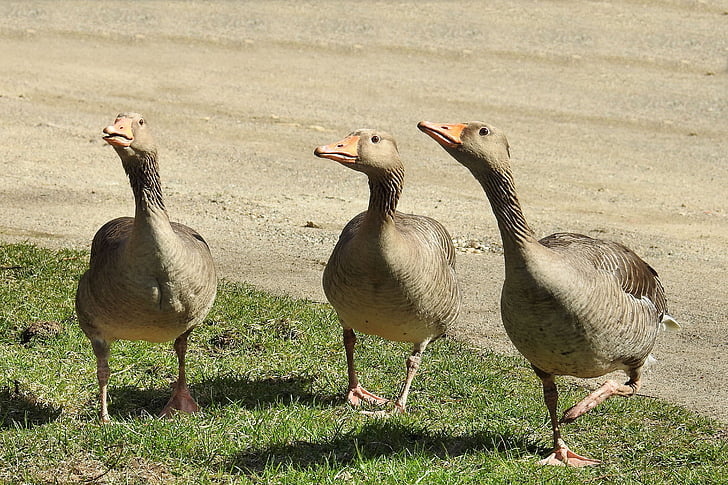 grey geese, geese, poultry, water bird, wild geese, aggressive, goose