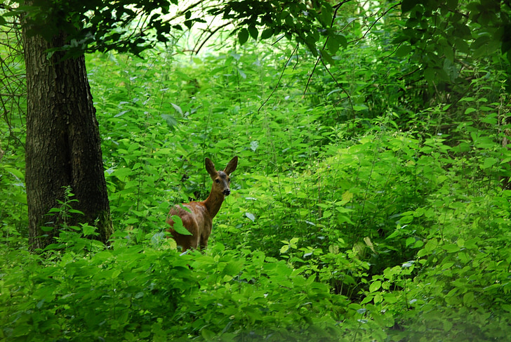 roe deer, forest, nature, wildlife park