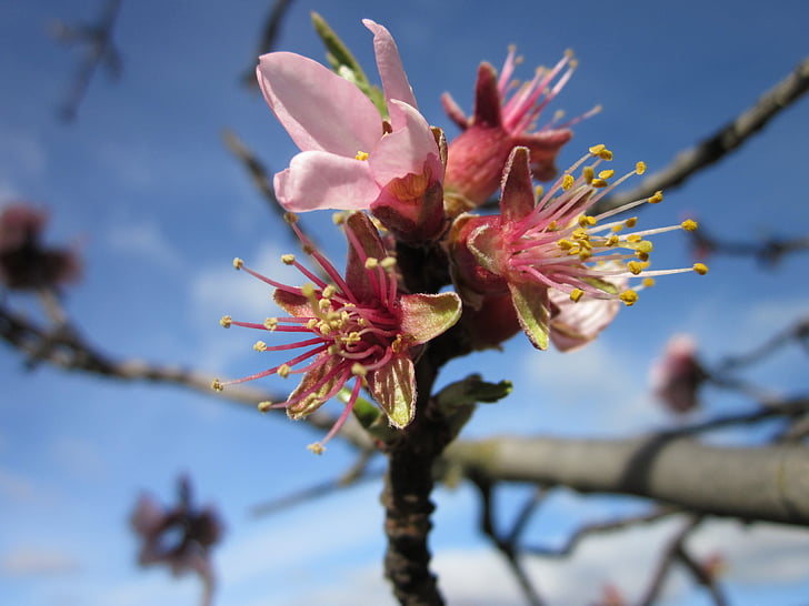 almond tree, flower, almond flower, nature, almond flowers, almond tree nature, pistil