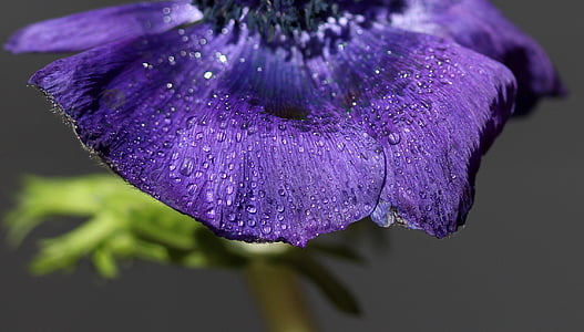 bunga, biru, tetes, air, basah, tanaman, ungu