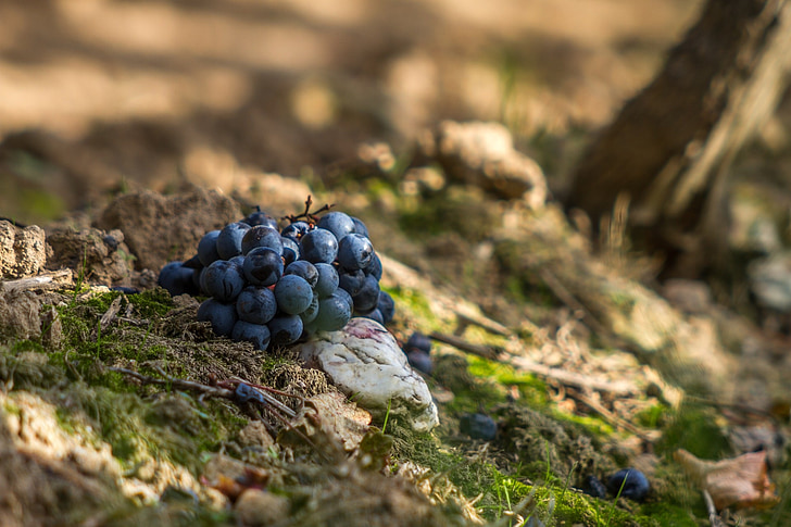 uvas, rojo, azul, vino, vitivinícola, Grapevine, uva azul