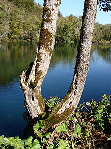 tree, trunk, lake, nature, water, outdoor, forest