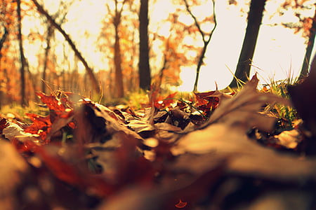 caída, hojas, frío, otoño, hojas de otoño, temporada, naranja
