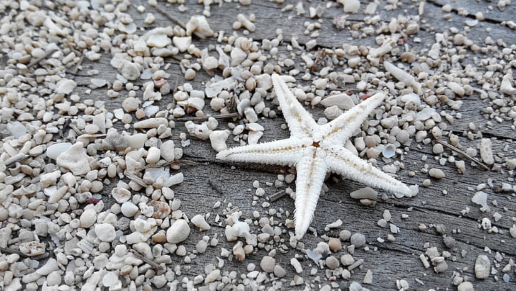 Star, sable, plage, macro, étoile de mer, mer, nature