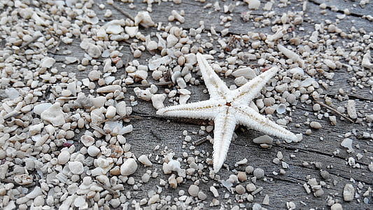 зірка, пісок, пляж, макрос, Морська зірка, море, Природа