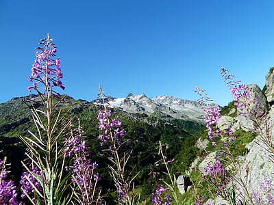 Flora, kukka, kukat, maisema, vuoret, Luonto, ulkona