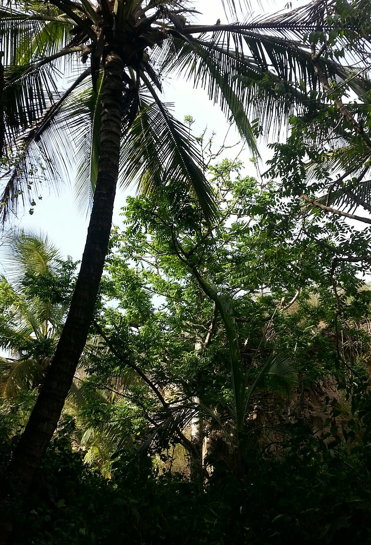 Palm, kokosnoot, boom, natuur, bos, blad, groene kleur
