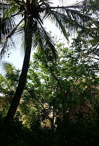 Palm, kókusz, fa, természet, erdő, levél, zöld színű