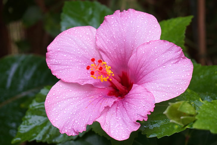 Hibiscus, gotas de lluvia, rosa, naturaleza, planta, Pétalo, flor