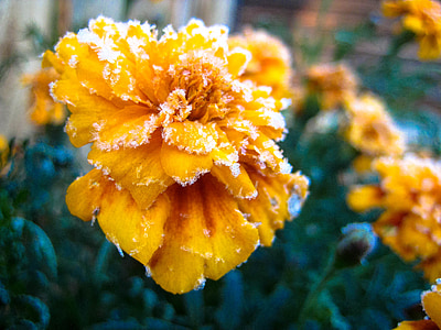 flower, frosting, yellow, floral, garden, winter