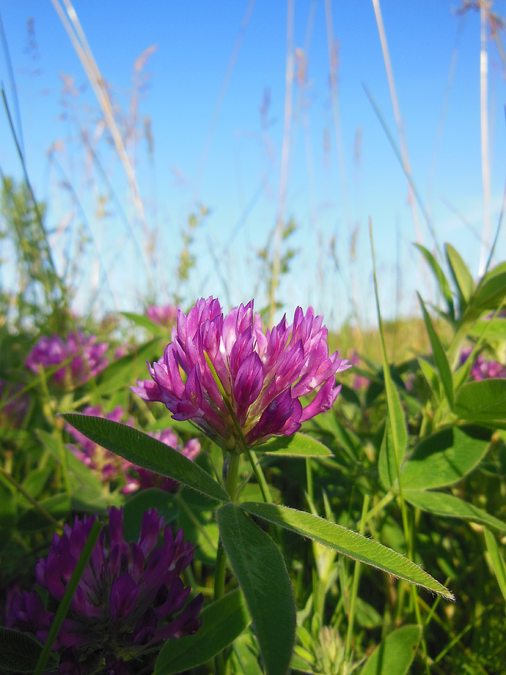 Trifolium pratense, Klee-Blume, Rotklee, schließen, Blumen, Grass, Sonnenschein