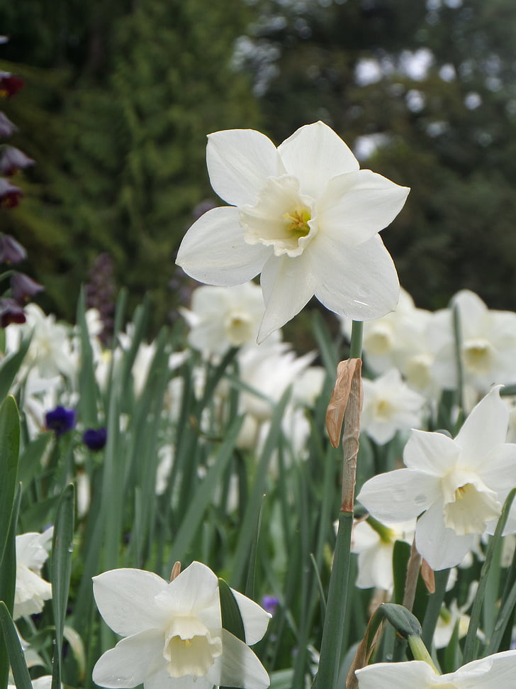 Tulip, Blanco, Prado, Mainau, primavera, flor, floración
