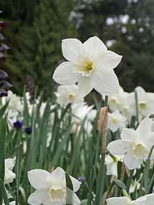 Tulip, wit, weide, Mainau, lente, Blossom, Bloom