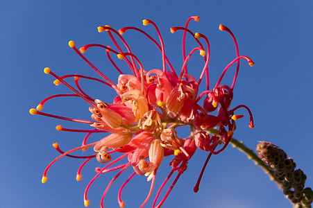 Grevillea, flor, australiano, nativo, -de-rosa, amarelo, néctar