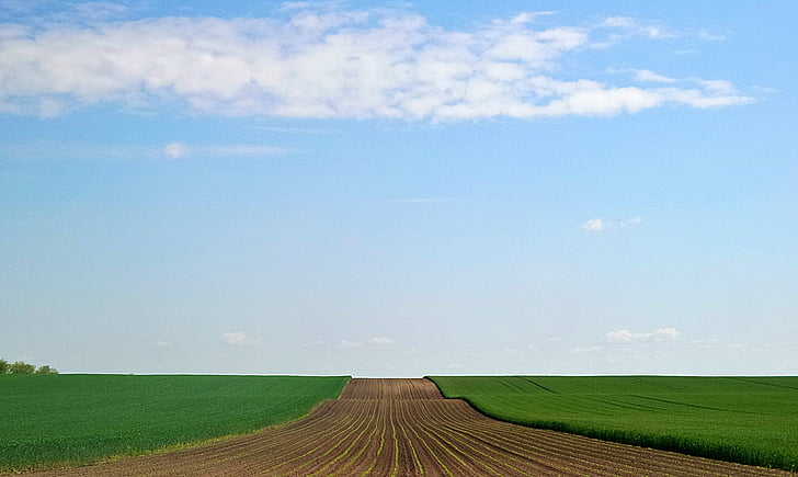 sky, sowing, wheat, grain, agriculture, nature, rural Scene
