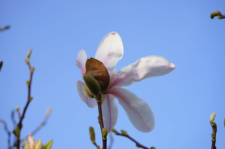 Kesällä magnolia, Blossom, Bloom, valkoinen, Magnolia sieboldii, Siebold magnolia, Magnolia