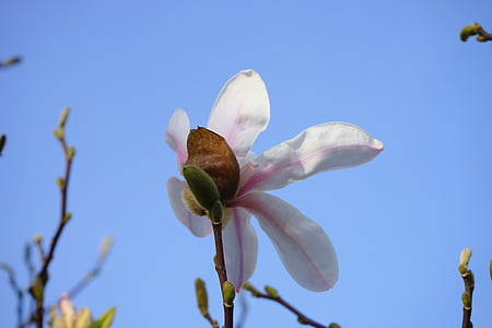 l'estiu-Magnòlia, flor, flor, blanc, Magnòlia sieboldii, Magnòlia de Siebold, Magnòlia