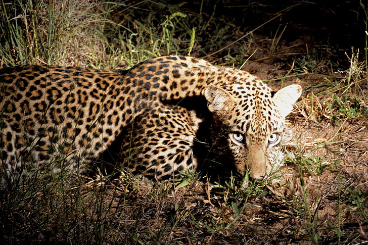 nacht van de Luipaard, Afrika, nacht safari, Leopard, dieren in het wild, undomesticated kat, Safari dieren