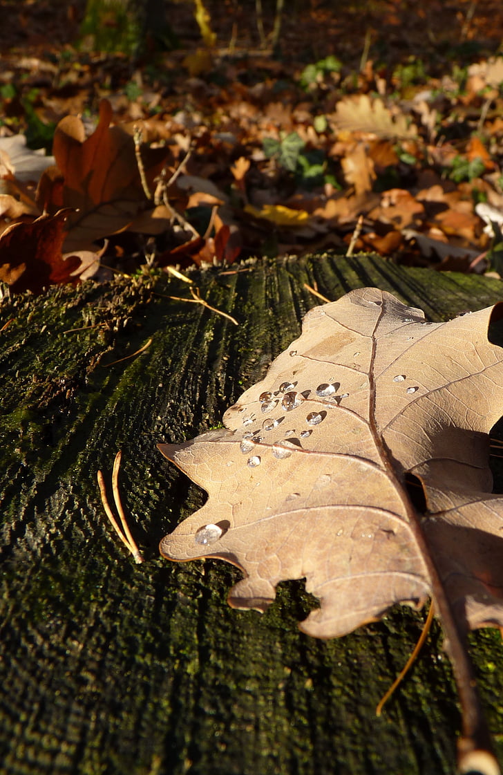 Leaf, hösten, droppe vatten, dagg, Eklöv, makro, lämnar
